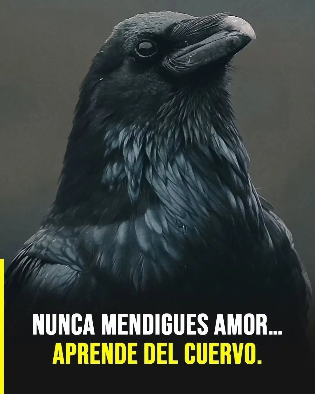 Aprende del Cuervo: Por qué Nunca Debes Mendigar Amor