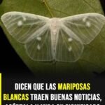 El significado más extendido: buenas noticias y buena suerte
