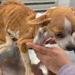 Perro hambriento en un apartamento de Nueva York tiene una segunda oportunidad